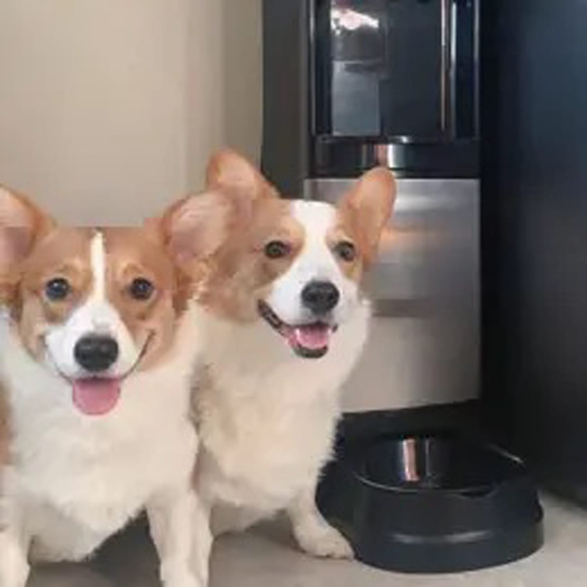 corgi pet dispenser