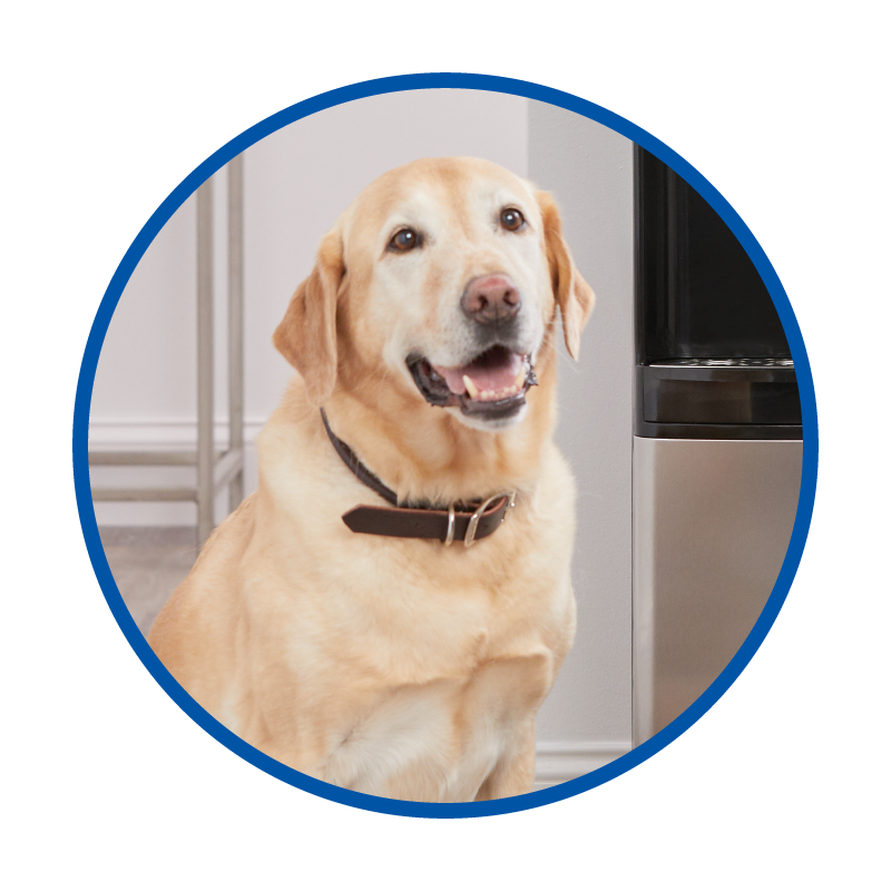 a dog looking at a water dispenser