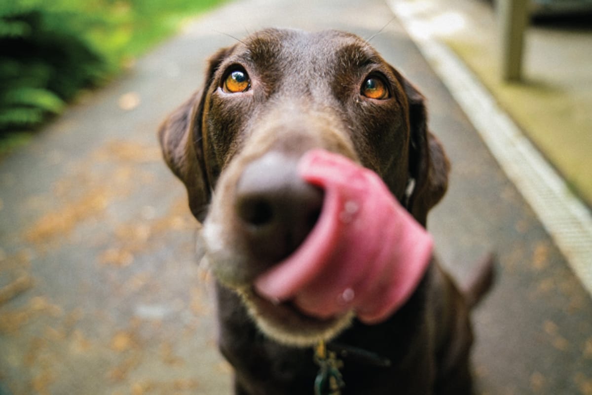 how do you hydrate a dog